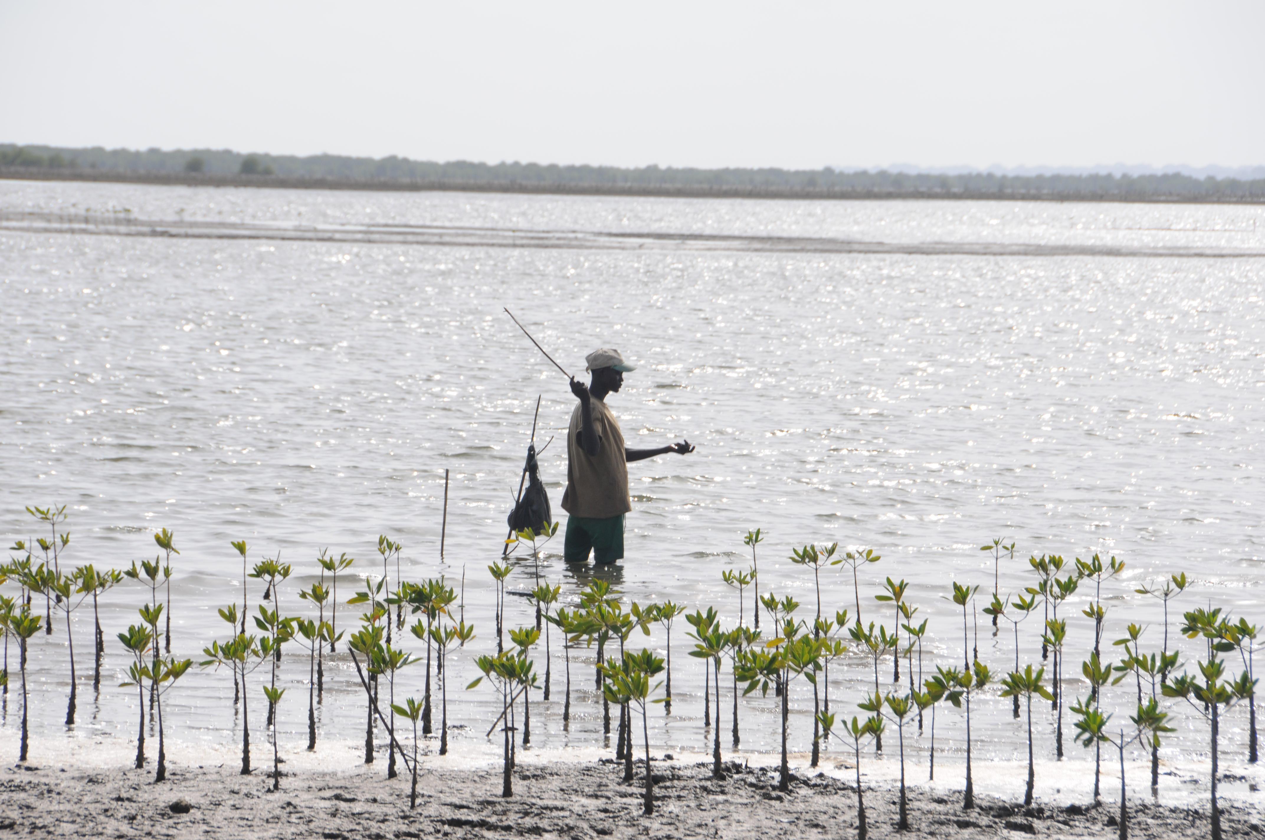 Aires Marines Protégées (AMP): le cas de réussite du Sénégal