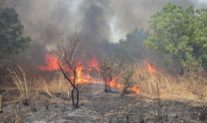 « 69 feux de brousse ont ravagé plus de 10 hectares dans la région de Matam en 2021» (ministre)