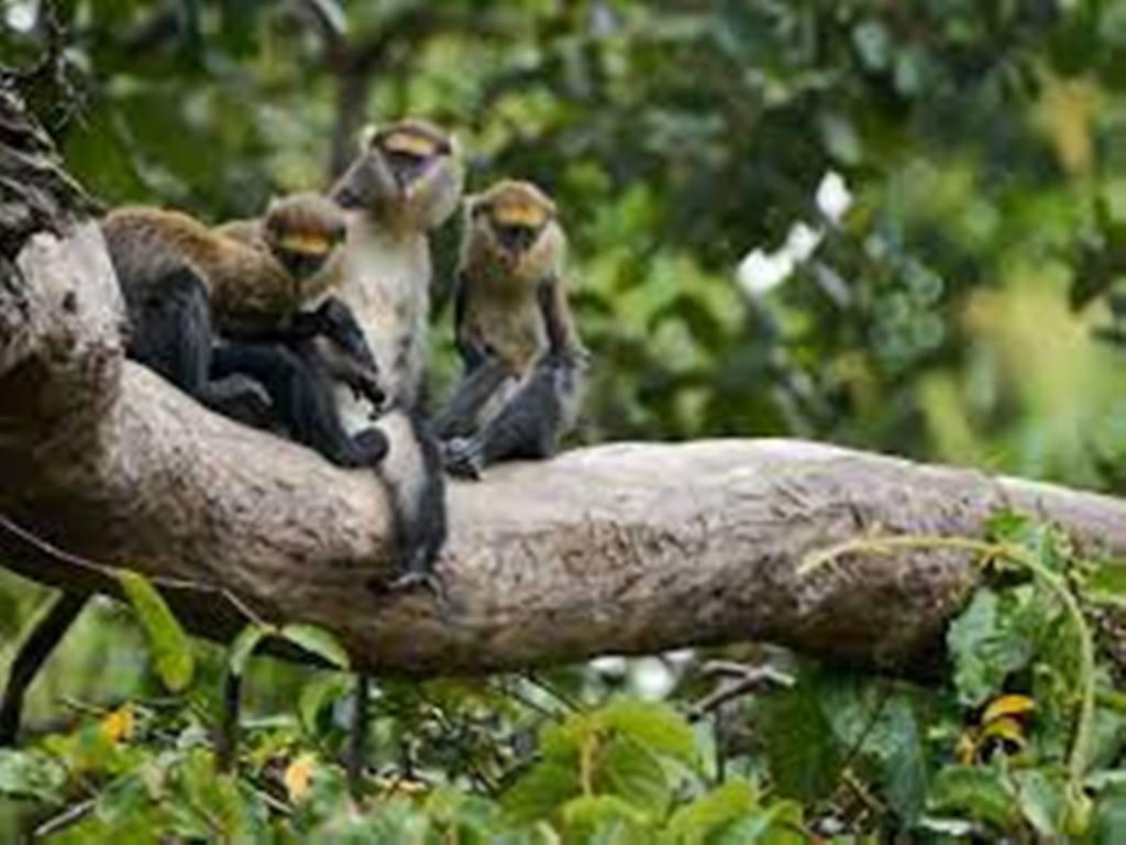 Côte d'Ivoire: le processus d’habituation des chimpanzés dans la forêt de Taï