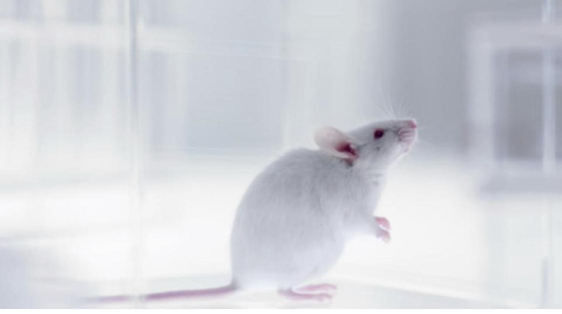 Covid-19: le variant Omicron moins dangereux selon des tests sur des animaux