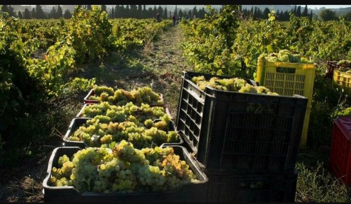Afrique du Sud: les vins sud-africains connaissent un rebond à l'export