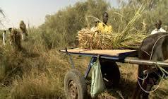 Le typha permettra d’économiser de l’énergie dans les bâtiments