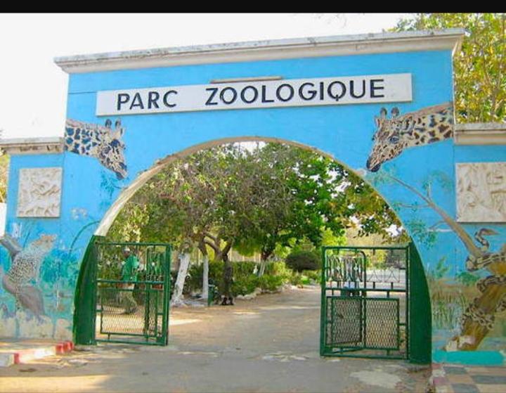 Parc zoologique de Hann : Une visiteuse "déchiquetée" par un singe