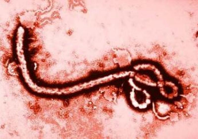 Ebola-139 décès en Guinée Conakry : les services d’Awa Marie Coll Seck toujours en alerte