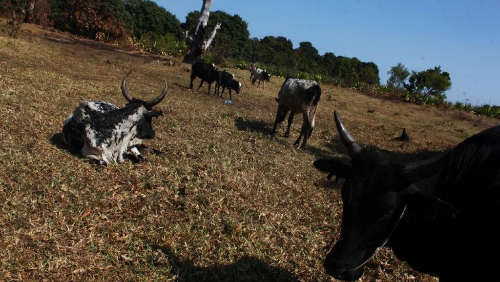 A Madagascar, le vol de boeufs est un fléau qui continue de causer des ravages. AFP PHOTO / ANDREEA CAMPEANU