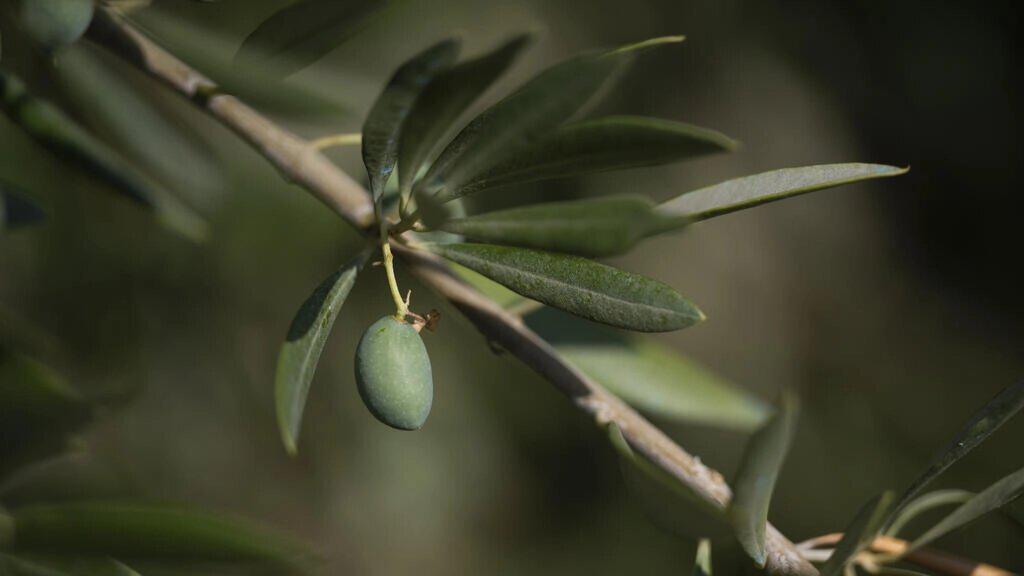 En Espagne, l'"or vert" menacé par le soleil de plomb