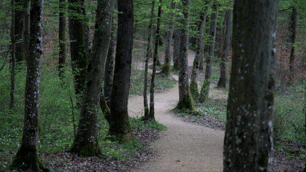 Meuse : disparue depuis quinze jours, une quinquagénaire se cachait dans la forêt