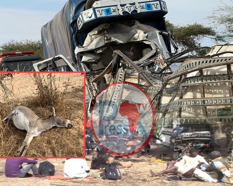 Accident à Louga: un maire demande à l'Etat de prendre des mesures contre les animaux en divagation 