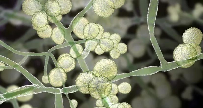 La propagation rapide d’un champignon potentiellement mortel inquiète les États-Unis