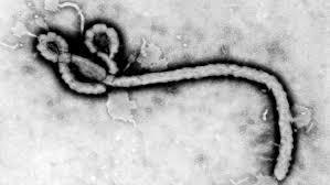 Ebola: premiers essais en Afrique de trois traitements, résultats en février
