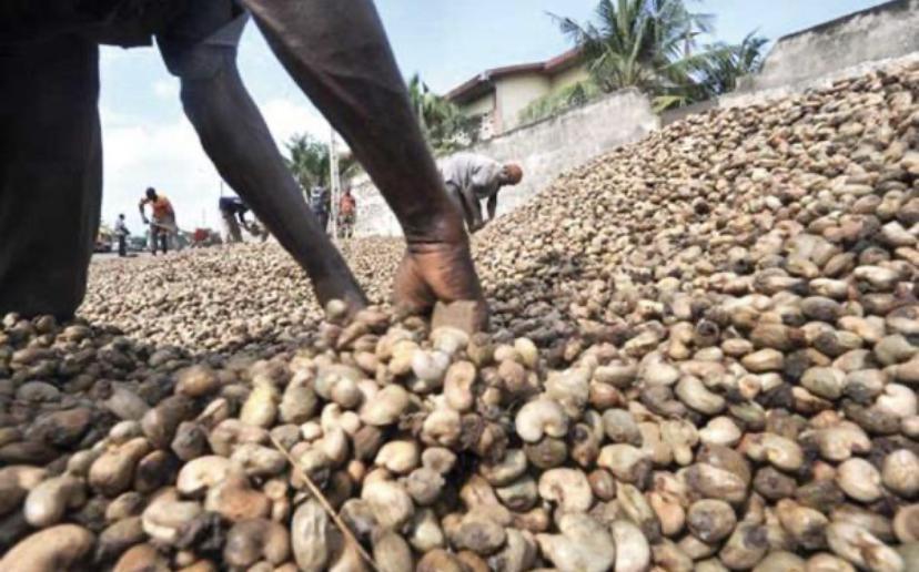 Commercialisation de l’anacarde : 2.000 tonnes invendues toujours en stockage à Ziguinchor
