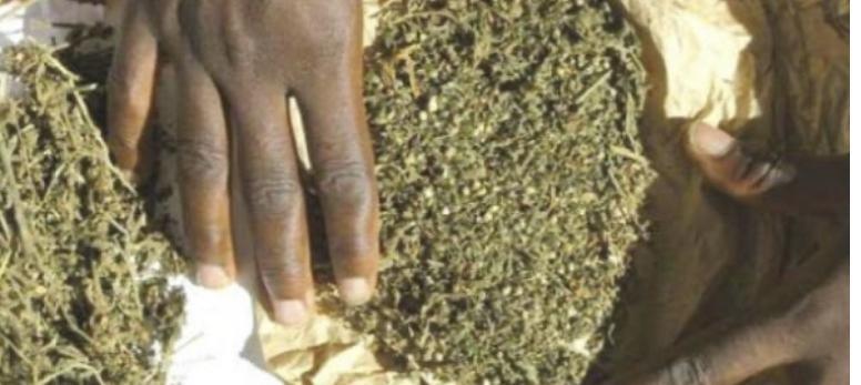 Yeumbeul-Comico : deux (2) dealers de chanvre indien appréhendés par la police