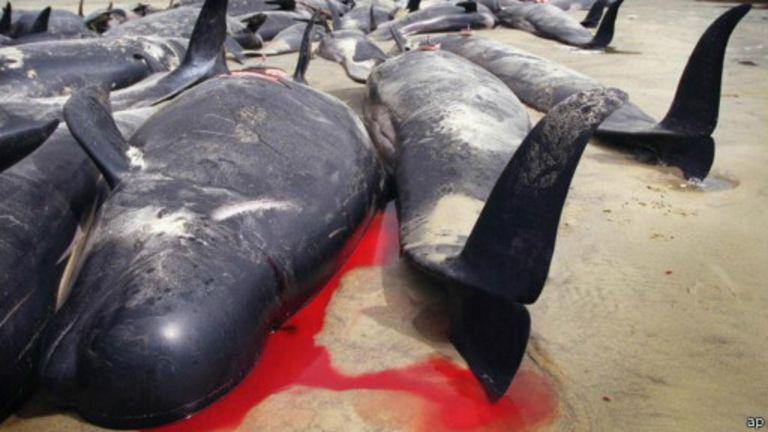 Les baleines-pilotes échouées sur une place