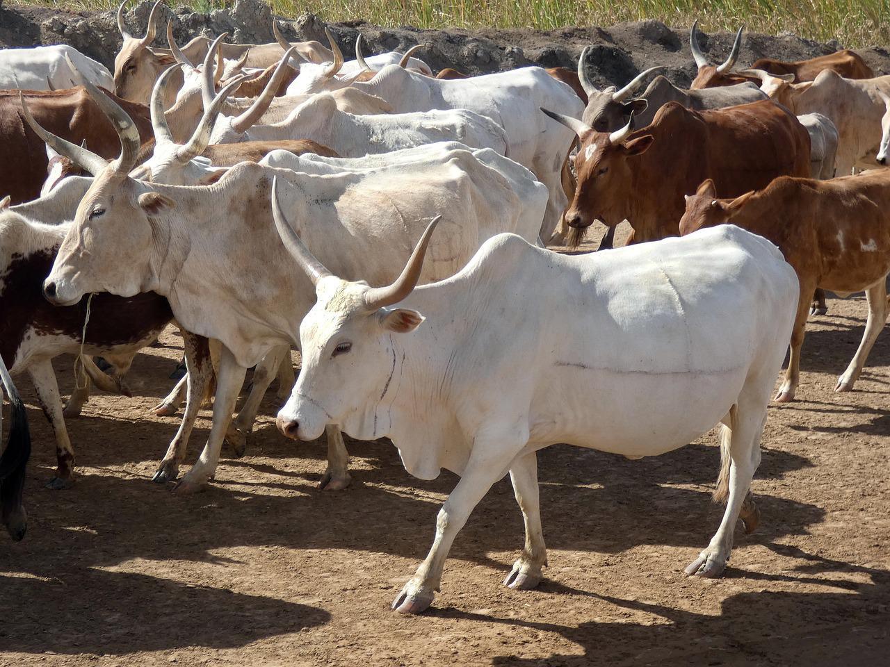 Magal de Touba 2023 : 272 bœufs volés lors de l'attaque d'un convoi