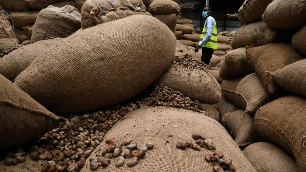 Exportation de noix de cajou: la Côte d’Ivoire devient numéro 2 mondial