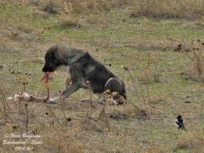 Ziguinchor-Découverte macabre: Des chiens dévorent le corps sans vie d’un bébé