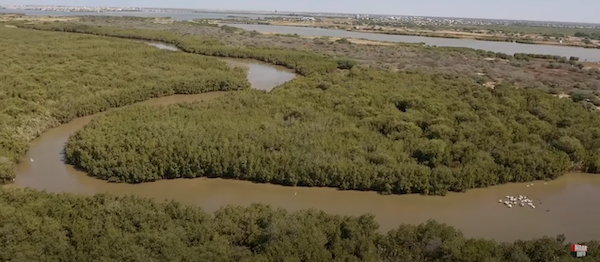 Saint-Louis : plaidoyer pour la préservation de l’écosystème mangrove