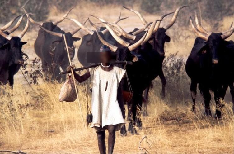Tambacounda : Un jeune berger de 10 ans porté disparu dans le parc de Niokolo Koba