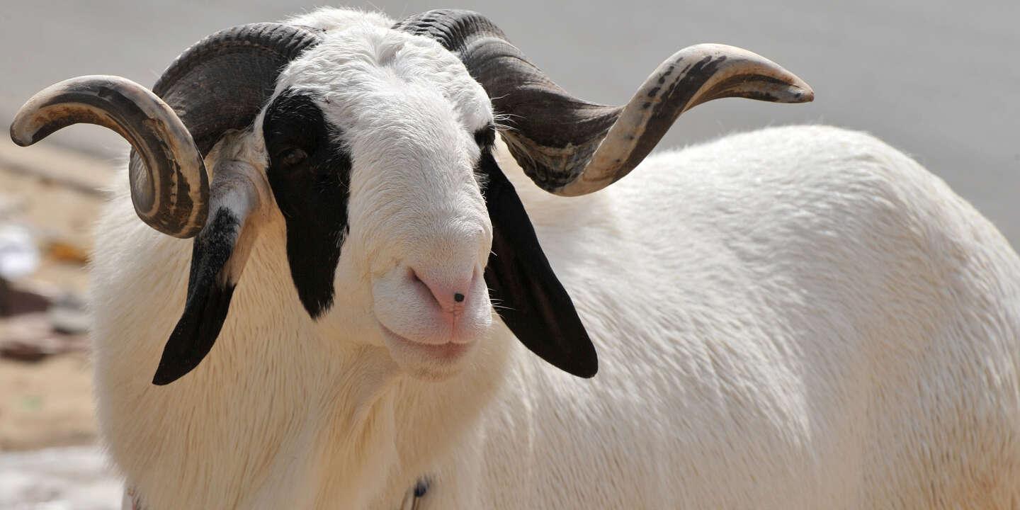 Tabaski : Cheikh Abdou Mbacké Bara Dolly offre un mouton à l’Imam Cheikh Tidiane Ndao