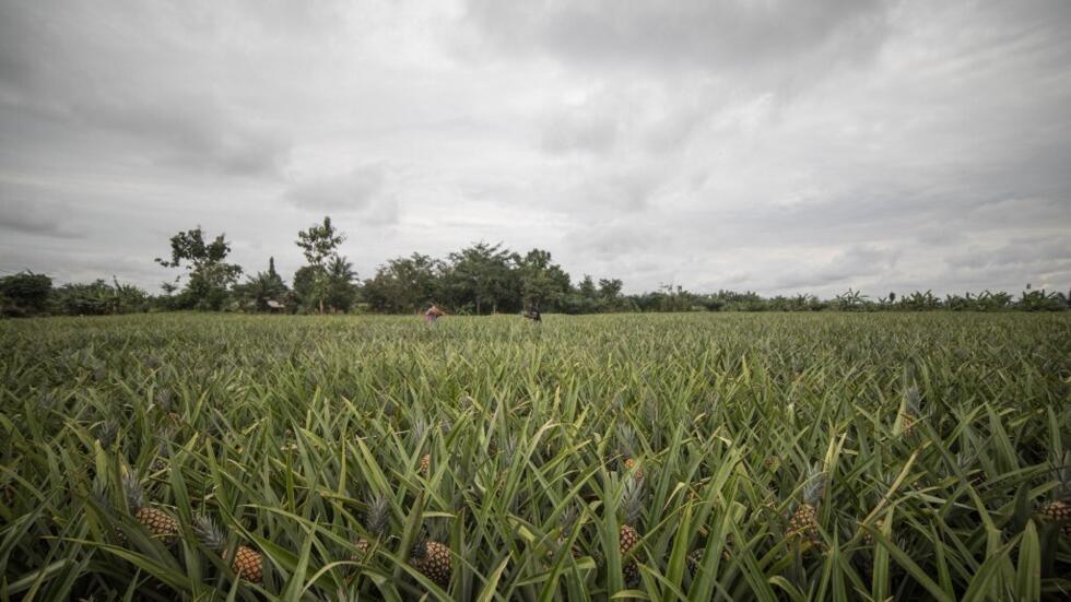 Bénin: ananas «pain de sucre» contaminés, le directeur de la sécurité sanitaire en garde-à-vue