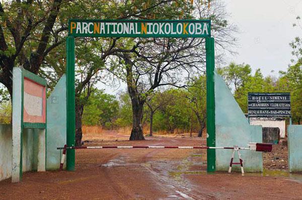 Daouda Ngom : « Le processus d’élaboration du nouveau plan de gestion du parc national Niokolo Koba a été enclenché »