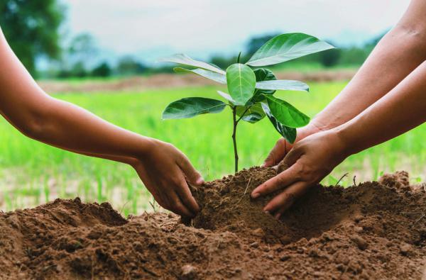 41 ème édition : Touba va abriter la campagne de reboisement nationale, plus de 7 millions de plants produits dans les pépinières