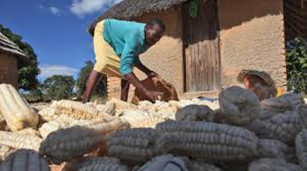 Le Ghana suspend ses exportations de céréales face à une sécheresse touchant les récoltes