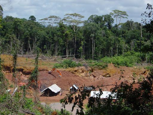 Environnement : « l’Afrique perd 4,4 millions d’hectares à cause de l’exploitation forestière » (Thialao Sarr)