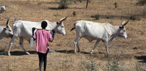  Louga : un berger de 15 ans tranche la gorge de son camarade lors d’une dispute dans la brousse