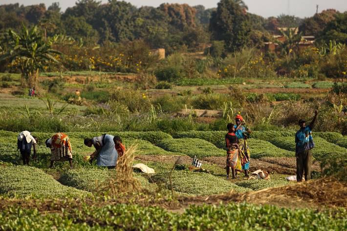 Développement agricole dans la région de Matam : l’État octroie des terres aux producteurs locaux