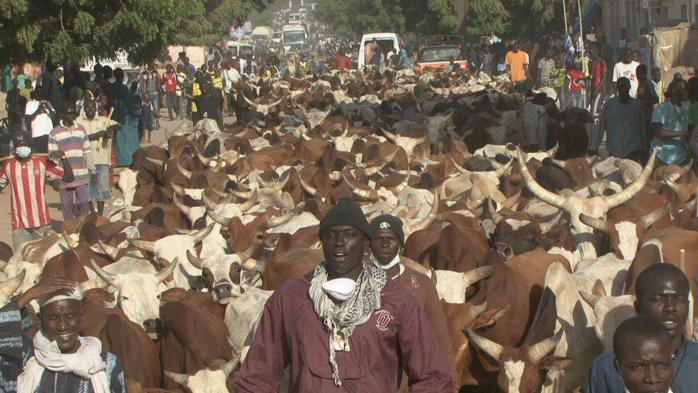 Magal chez Cheikh Bethio: le «berndé» au rendez-vous