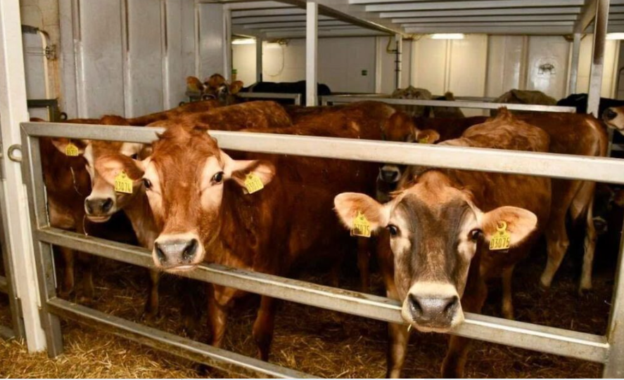 Autosuffisance laitière :  un navire avec 1 307 vaches à bord a accosté lundi à Dakar
