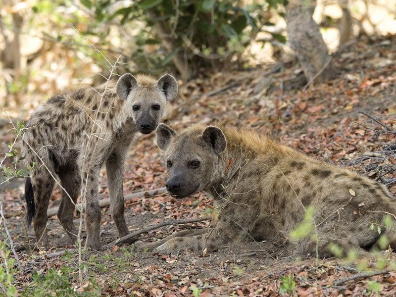 Kaolack : deux hyènes sauvées d'un trafic illégal, un braconnier et ses complices interpelés