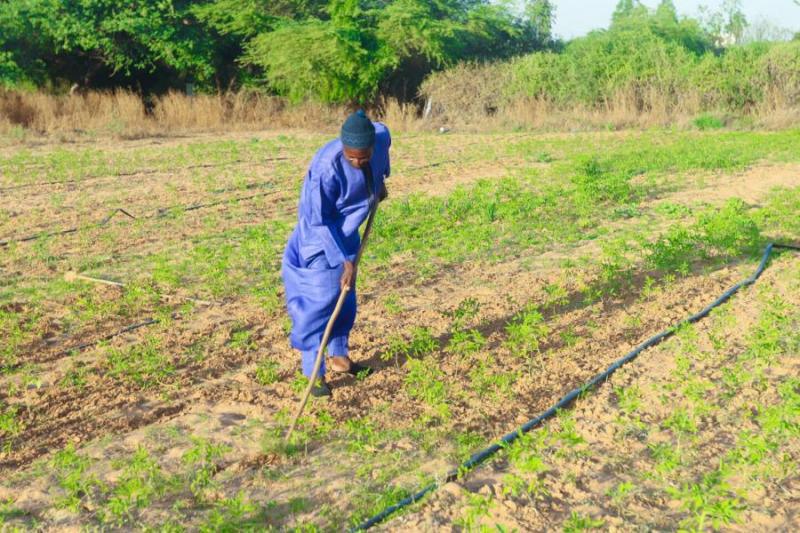 Le ministre de l'Agriculture annonce un projet pour la promotion de l'agriculture destiné aux diplômés en Arabe et aux Daaras