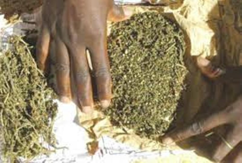 Trafic de drogue : 51 kg de "yamba" saisis dans un taxi à Baba Garage