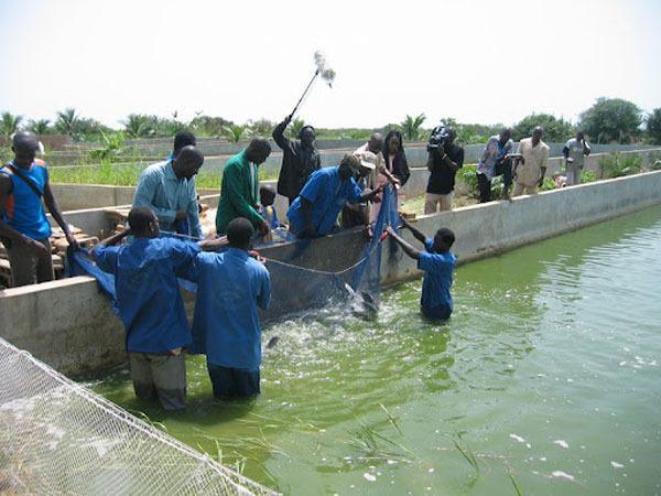 Sénégal : Le SYTRAPAS lève son mot d’ordre de grève après des engagements du ministre de la Pêche
