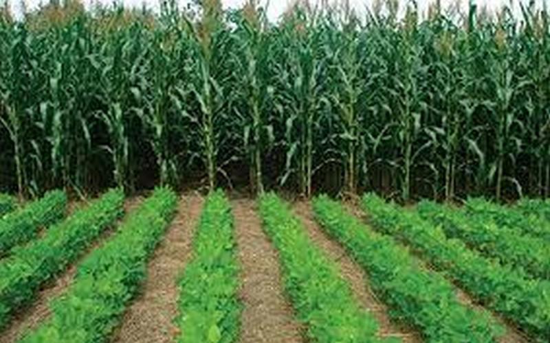 Campagne agricole 2025 : Ousmane Sonko identifie les défis et annonce des mesures fortes