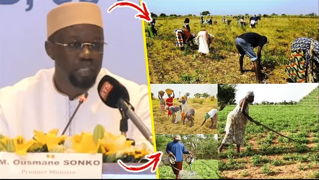 Campagne agricole 2025 : Ousmane Sonko débloque les arriérés et relance la structuration du financement agricole