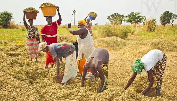 Campagne agricole 2025 : Ousmane Sonko annonce des mesures ciblées par filière