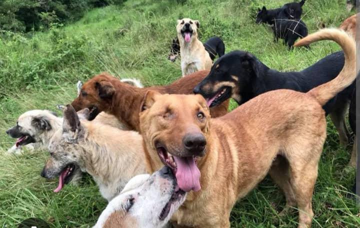 Kolda : une opération d’abattage de chiens errants en préparation face à une situation devenue alarmante
