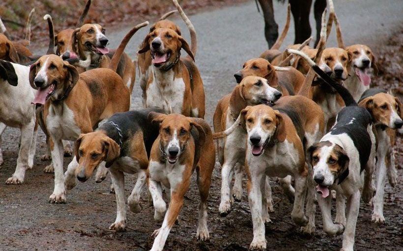 Tambacounda : une fillette de 6 ans meurt après une morsure de chien errant