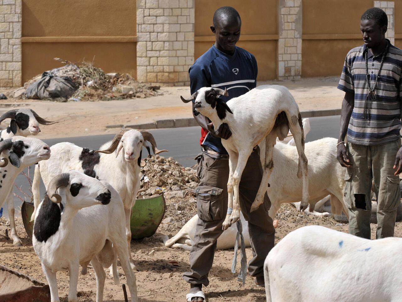 Sénégal : la date de la Tabaski 2025 connue (CONACOC)