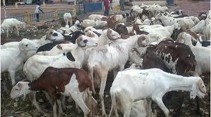 Tabaski 2025 : Plus de 218 000 moutons attendus à Bakel