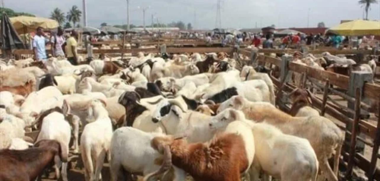 Mbacké se prépare à la Tabaski : 35 000 moutons attendus, 14 points de vente répertoriés