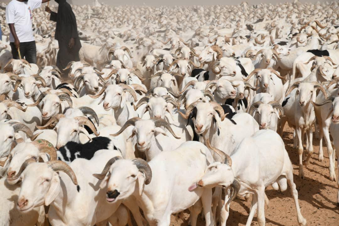 Tabaski 2025 : le marché de Kolda « bien approvisionné en moutons » avec un surplus de plus de 16 000 têtes