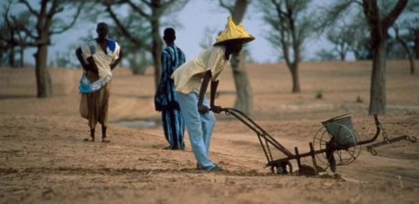 Hivernage :" FAGARU/Les Sentinelles" invite le gouvernement à réagir rapidement afin d’éviter une campagne agricole catastrophique