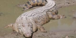 Un garçon de 2 ans emporté par un alligator à Disney World