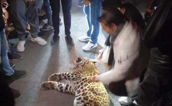 Un léopard pénètre dans un tribunal en Inde, au moins six blessés