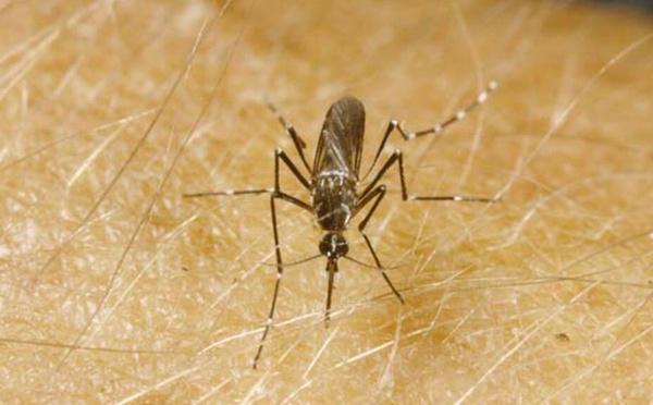 Ces facteurs qui pourraient rendre le chikungunya et la dengue endémiques en Europe
