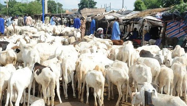 Tabaski 2025 : un taux d’approvisionnement en moutons de 87 % dans la région de Sédhiou